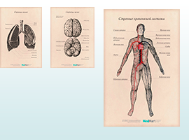 Медицинские плакаты анатомические